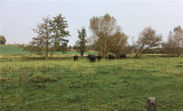 Die Karpatischen Wasserbüffel fühlen sich in den Thürer Wiesen wohl. 