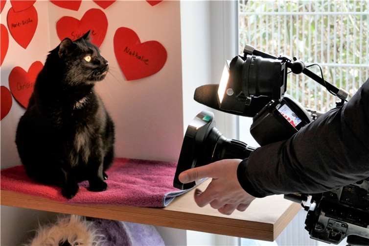 Die Katze „Flame“ war dem Tod näher als dem Leben, als sie schließlich im Tierheim Hilfe fand.