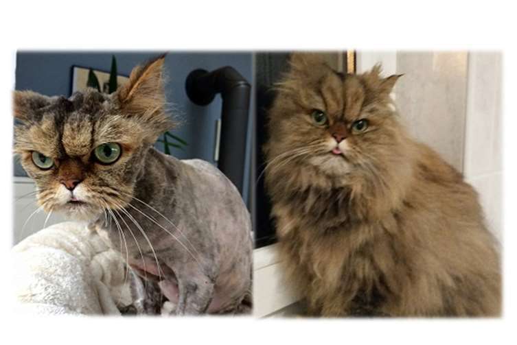 Die Katze Irmchen sucht einen neuen Besitzer.privat