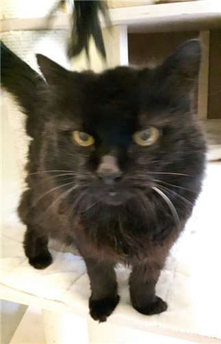 Die Katze Kitty sucht schnellstmöglich ein neues Zuhause. Privat