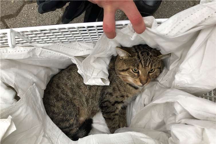 Die Katze ist verletzt. Wer kennt sie?. Foto: Polizeidirektion Neuwied/Rhein