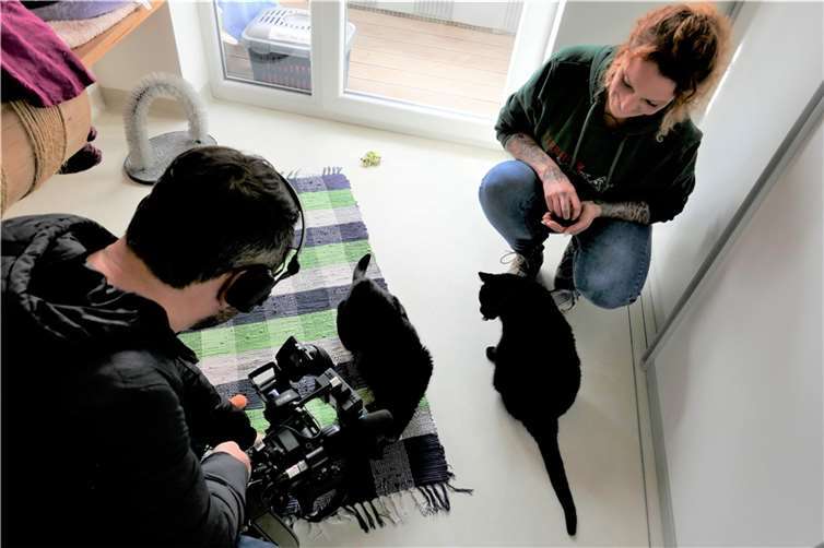 Die Katzen „Flame“, „Blumi“ und „Brösel“ sind Fundtiere.