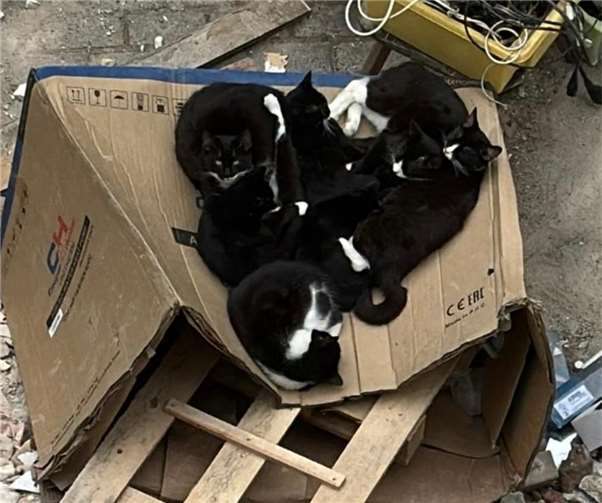 Die Katzen waren völlig verwahrlost.  Foto: privat