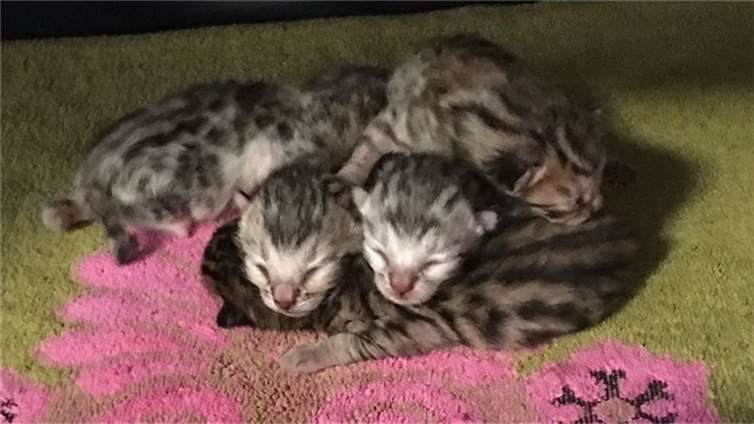 Die Katzenbabys sind wohl auf.Foto: Katzenschutzfreunde Rhein-Ahr-Eifel e.V.