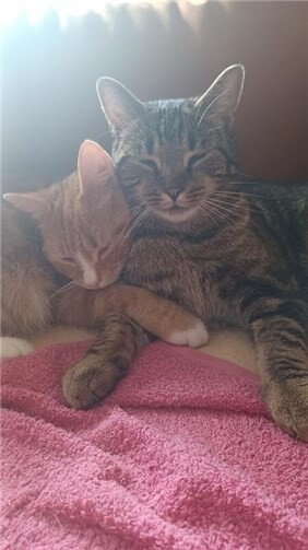 Die Katzenbrüder möchten wieder zusammen kuscheln. 