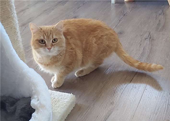 Die Katzendame Rosa ist sehr sozial, aber noch scheu. Fotos: Katzenschutzfreunde Rhein-Ahr-Eifel e.V.