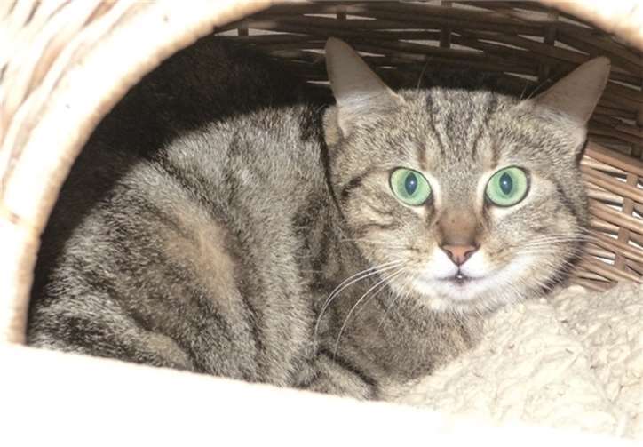 Die Katzendame Zita ist momentan noch sehr scheu. privat