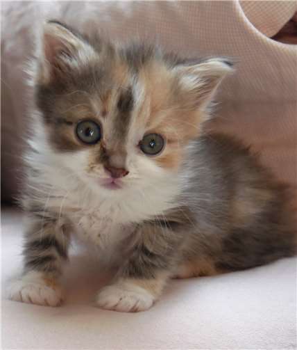 Die Katzenhilfe ist auf Spenden und Helfer angewiesen Foto: privat