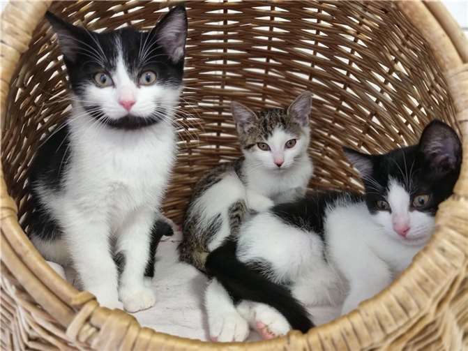 Die Katzenkinder Freddy, Fiona und Fritz aus dem Tierheim Mayen suchen ein neues Heim.  Foto: privat