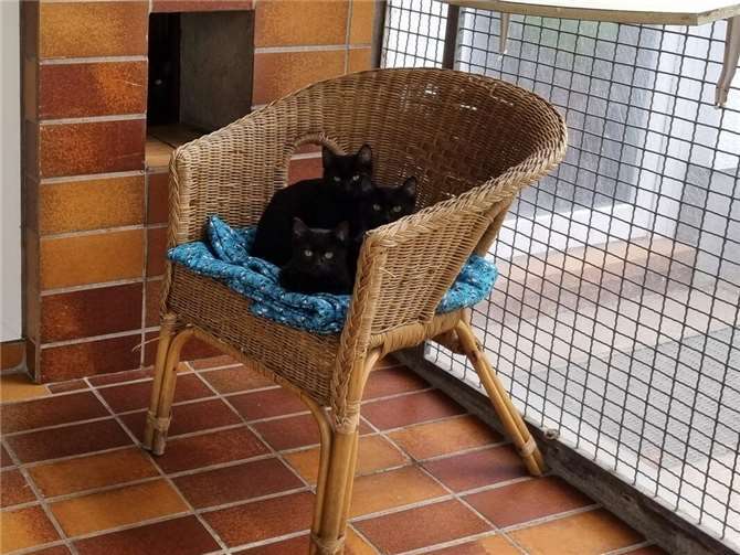 Die Katzenkinder warten auf ein Zuhause.  Foto: Sybill Limbach