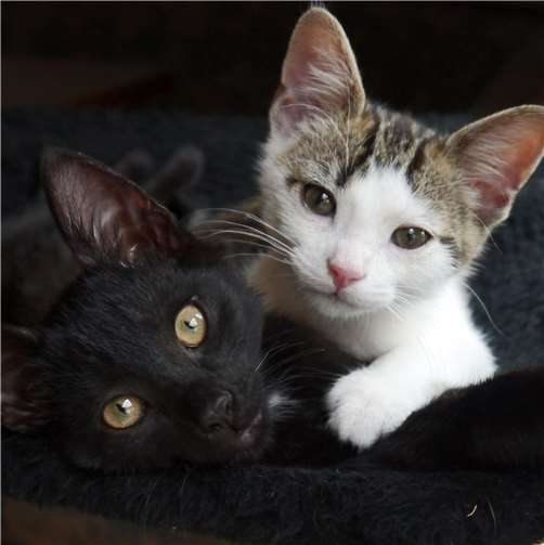 Die Katzenpflege ist häufig mit großen Kosten verbunden. Foto: privat