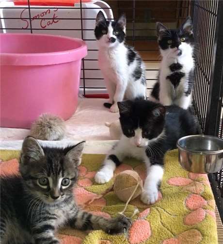 Die Katzenschutzfreunde haben in zwei Wochen 23 verwilderteKatzenbabys aufgenommen. Fotos: Katzenschutzfreunde