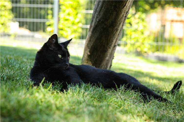 Die Katzenschutzfreunde hatten ein arbeitsintensives Jahr 2023.  Foto: D. Steffen