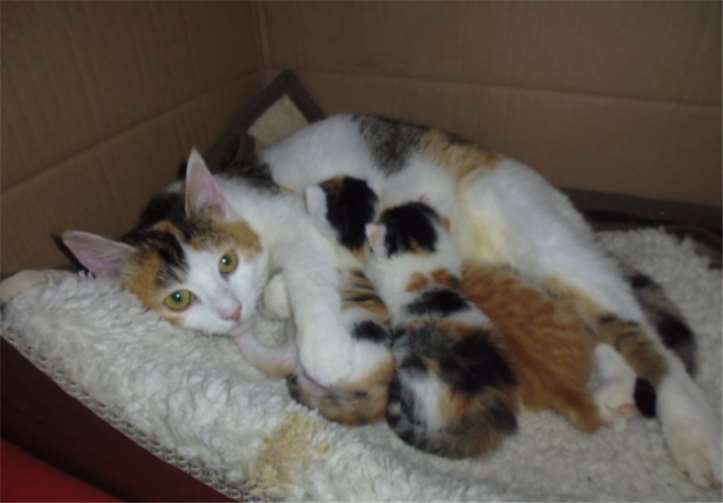 Die Katzenschutzfreunde suchen dringend Pflegestellen für tragende Katzen.Foto: privat