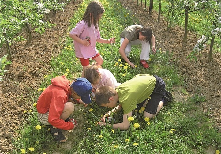Die Kids begutachten den Löwenzahn. privat