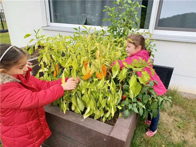 Die Kinder bekommen durch den Garten einen Einblick in den Anbau und das Wachstum von Lebensmitteln. Foto: Kindertagesstätte LahnEggs