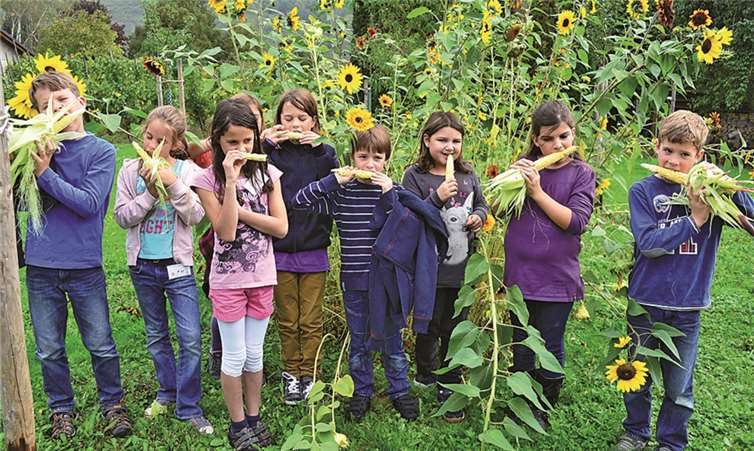 Die Kinder der Grundschule Ellenz-Poltersdorf ernten ihre ersten eigenen Maiskolben.