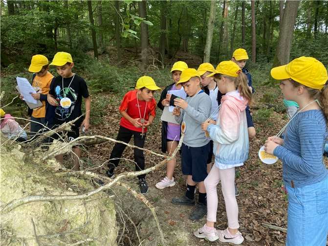 Die Kinder der KGS Meckenheim staunten über die Waldbodentiere, die sie gefunden und kurzfristig in eine Becherlupe zum Beobachten gegeben hatten. Anschließend wurden diese wieder unversehrt auf den Waldboden gegeben.  Foto: KGS Meckenheim