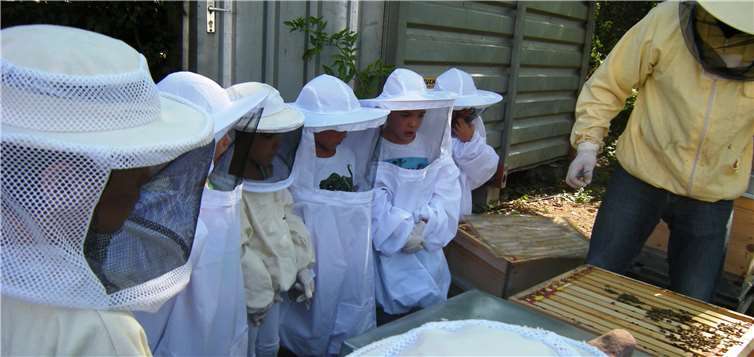 Die Kinder durften ganz nah an die Waben ran. Privat