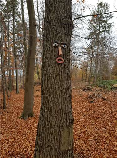 Die Kinder erfuhren, wie man das Alter eines Baumes erkennt.