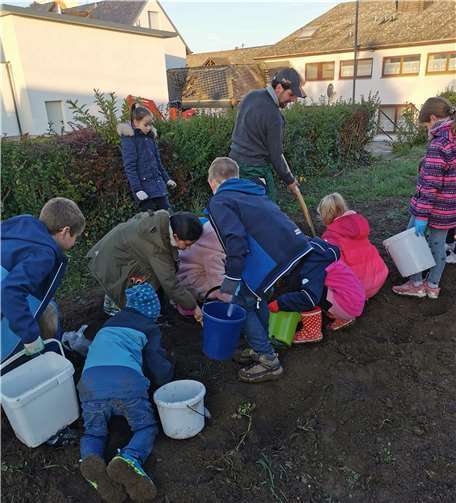 Die Kinder ernteten „ihre“ Kartoffeln. Foto: privat