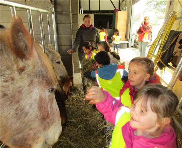 Die Kinder genossen es sehr, den unter fachkundiger Aufsicht Pferden so nahe kommen zu dürfen. privat