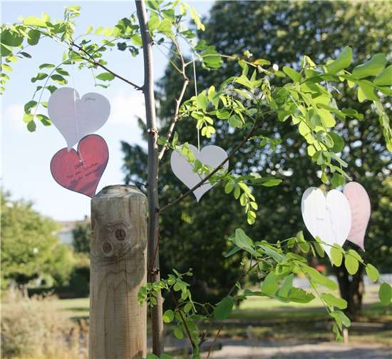 Die Robinie – Baum des Jahres 2020 Die Kinder haben Herzen mit Wünschen an den Baum gehängt.