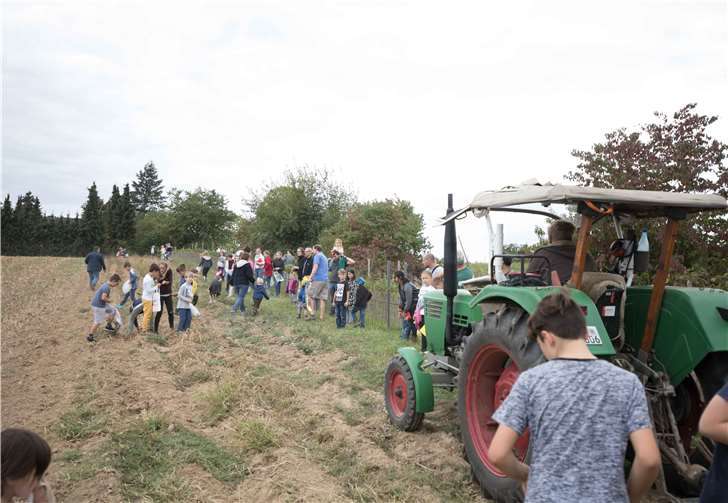 Die Kinder hatten auf dem Kartoffelfeld ihren Spaß.