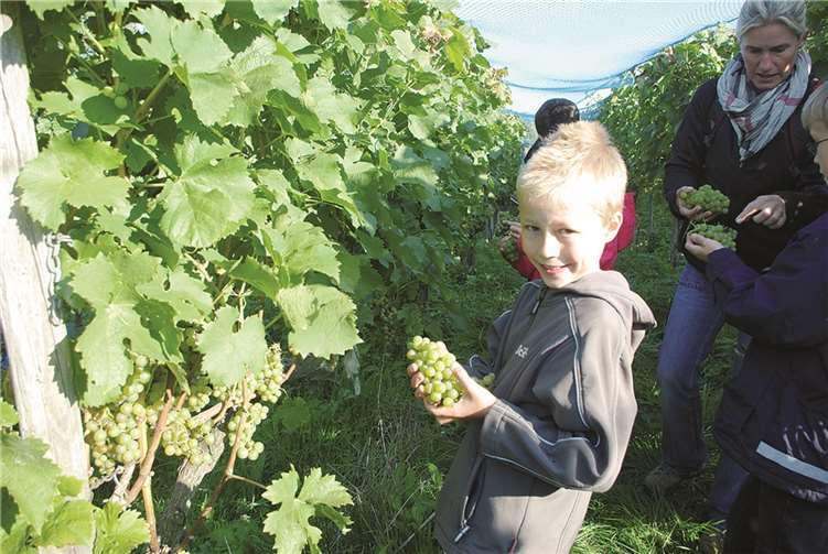 Die Kinder hatten bei der Weinernte eine Menge Spaß und erfuhren viel Wissenswertes. Privat