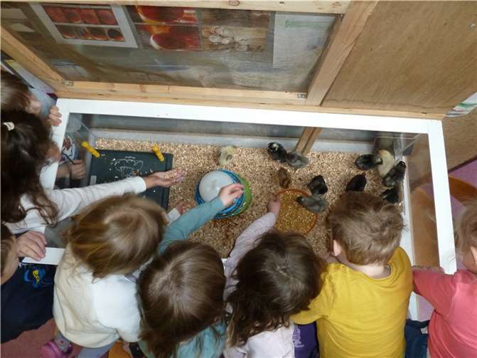 Die Kinder können sich jeden Tag an den Küken erfreuen.  Foto: Nadja Dutz