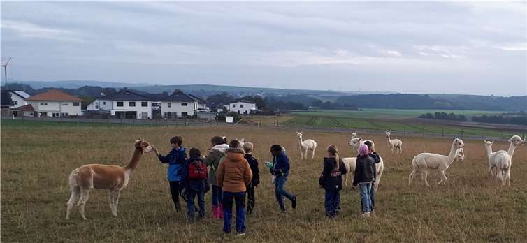 Die Kinder konnten die Alpakas auf der Wiese kennenlernen.