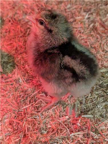 Die Kinder konnten die Küken aus nächster Nähe beobachten.