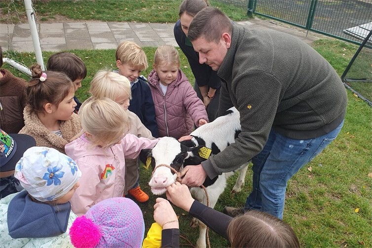 Die Kinder lernen das Kälbchen kennen.