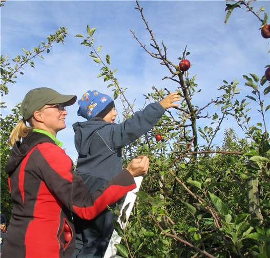 Die Kinder pflückten fleißig Äpfel. Foto: privat