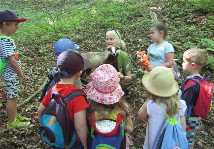Die Kinder verglichen den Dachs mit dem Fuchs.