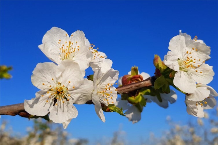 Erlebnisreiche Kirschblütenwanderung in Mülheim-Kärlich mit Rekordbeteiligung