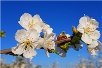 Erlebnisreiche Kirschblütenwanderung in Mülheim-Kärlich mit Rekordbeteiligung