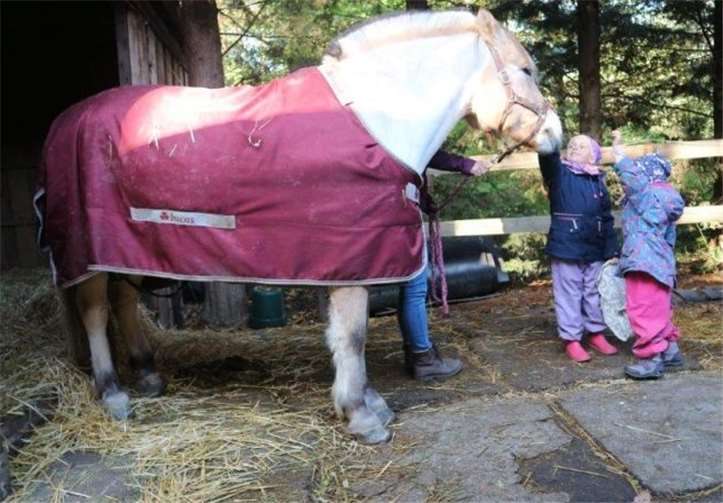 Die Kita-Kinder freundeten sich mit den Pferden an. Foto: Stadt Meckenheim