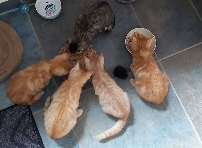 Die Kitten brauchen viel Futter. Foto: Katzenschutzfreunde Rhein-Ahr-Eifel e.V.