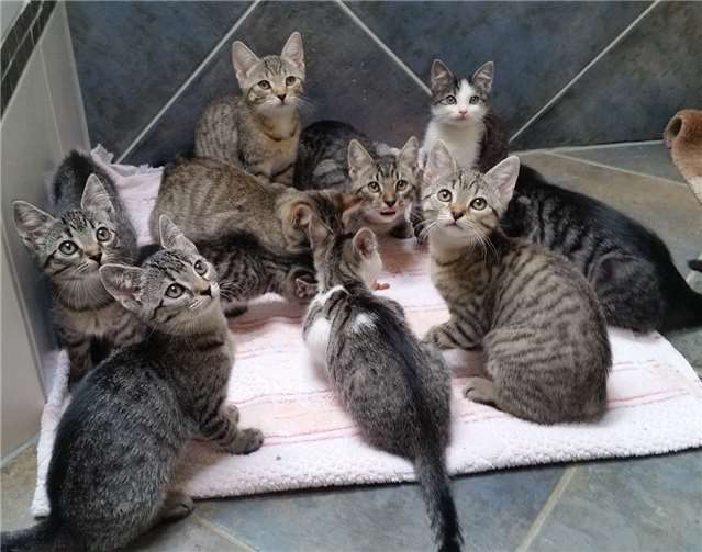 Die Kitten in unterschiedlichen Fellfarben und -muster.Foto: privat