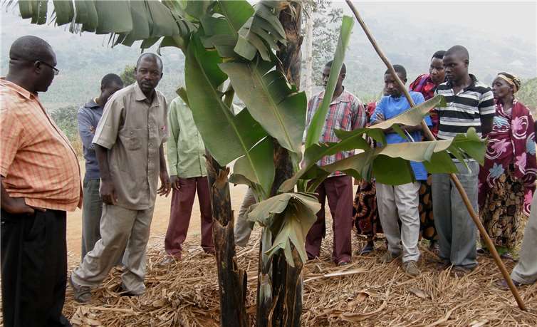 Die Kleinbauern treffen sich regelmäßig zu den Farmer Feldstudien, um sich beraten zu lassen und Erfahrungen auszutauschen.