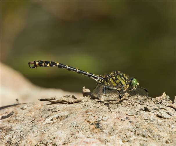 Die Kleine Zangenlibelle.Foto: Rea Brinkhoff