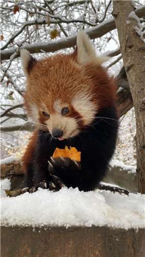 Die Kleinen Roten Pandas sind im Winter viel aktiver als im Sommer und in ihren blattlosen Kletterbäumen auch viel besser zu beobachten.  Fotos: Zoo Neuwied