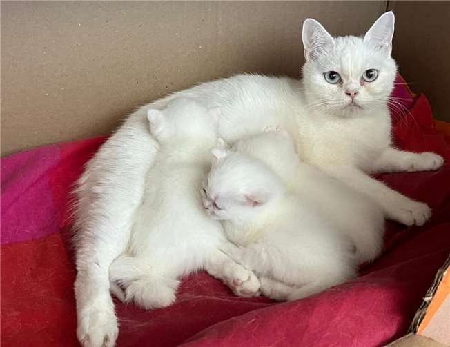 Dringend Pflegestellen für tragende Katzen gesucht Die Kleinen sollten dreimal täglich gefüttert werden. Foto: privat