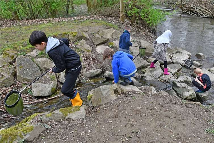 Die Kleinen untersuchten mit Keschern, Eimern und Lupen, welche unterschiedlichen Gewässertiere in der Nette und im Plaidter Entenweiher leben. Dabei gingen den Kindern viele kleine Lebewesen ins Netz.