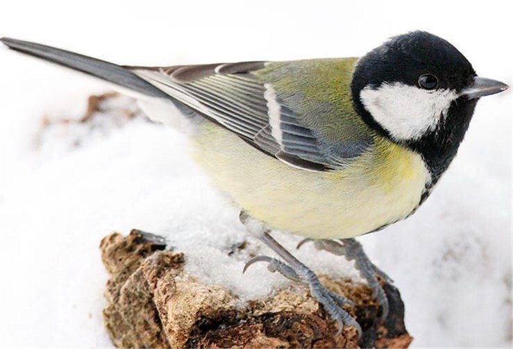 Die Kohlmeise überwintert in der Region. Frank Derer