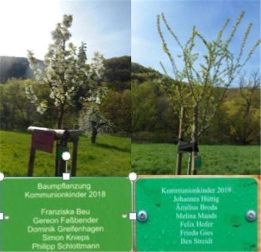 Die Kommunionbäume 2018/2019. Foto: Werner Schüller