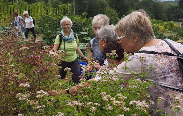 Die Kräuter für die Segnung konnten in Eich bei bestem Wetter in höchster Blüte gesammelt werden.  Privat
