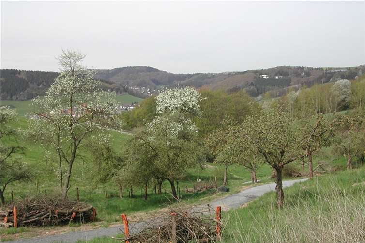 Die Kräuterwanderung führt unter anderem über die Streuobstwiese der Waldbreitbacher Franziskanerinnen. privat