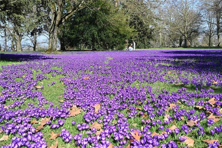 Die Krokusse im Lützeler Volkspark sind in voller Blüte. Auch der Schwanenteich in der südlichen Vorstadt ist aktuell einen Frühlingspaziergang wert.